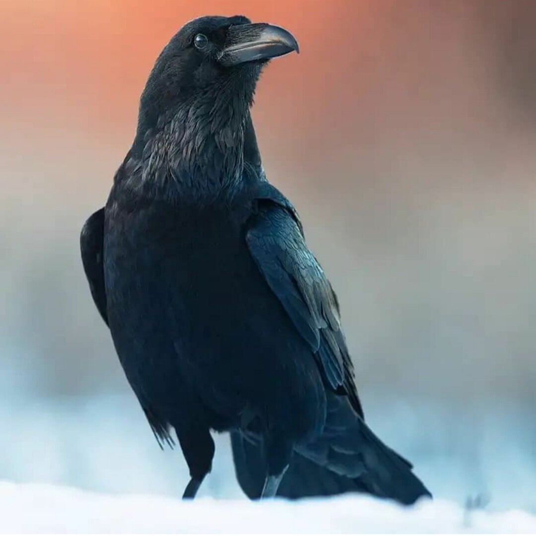 Ворон Степан Кузьмич, за фото спасибо @fastfakts