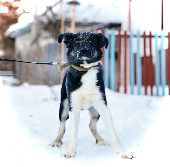 Нил в приюте для животных 