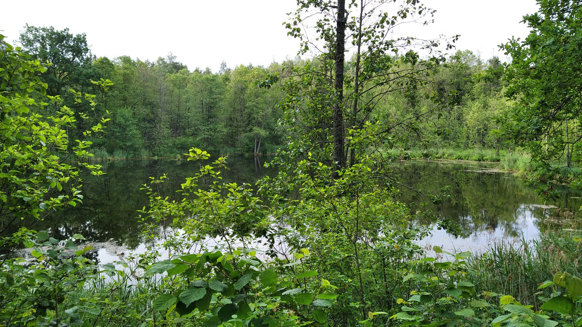 Русалочьи озера, верхнее озеро, Ивановская область, фото автора