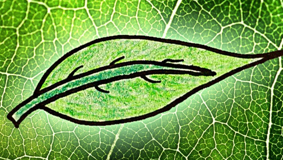 Фотография взята из источника pixabay.com