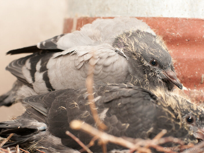 Картинка  из свободных источников