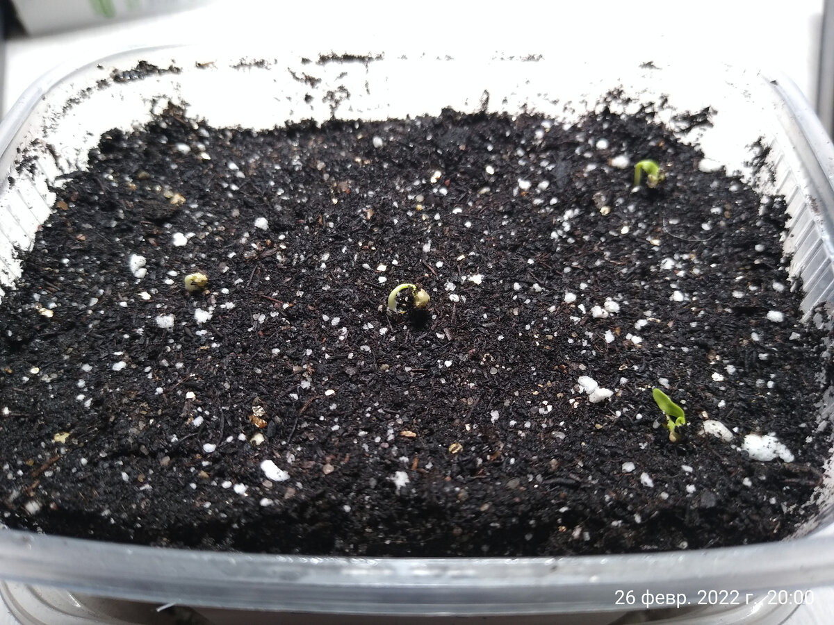 Всходы семян дихондры Изумрудный водопад на четвёртые сутки после посева