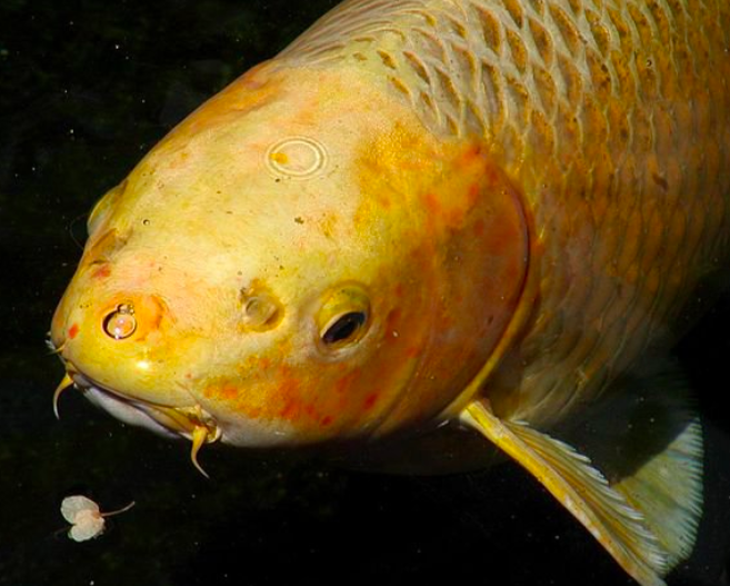 Карп кои. Автор фото: Stan Shebs.