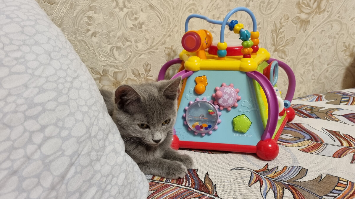 и кошка ещё у нас.