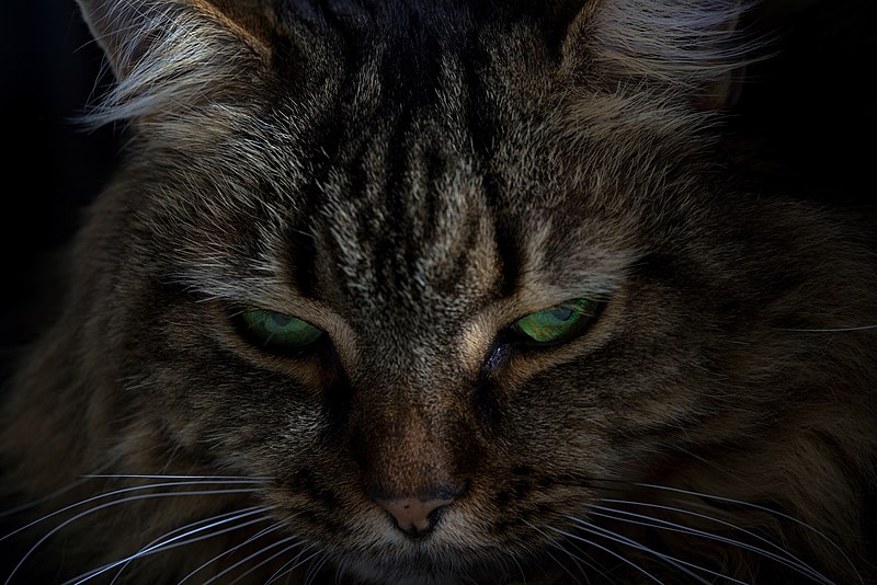 В скандинавских легендах упоминается дикая кошка, которая скрывается от посторонних глаз в труднопроходимых горных лесах.