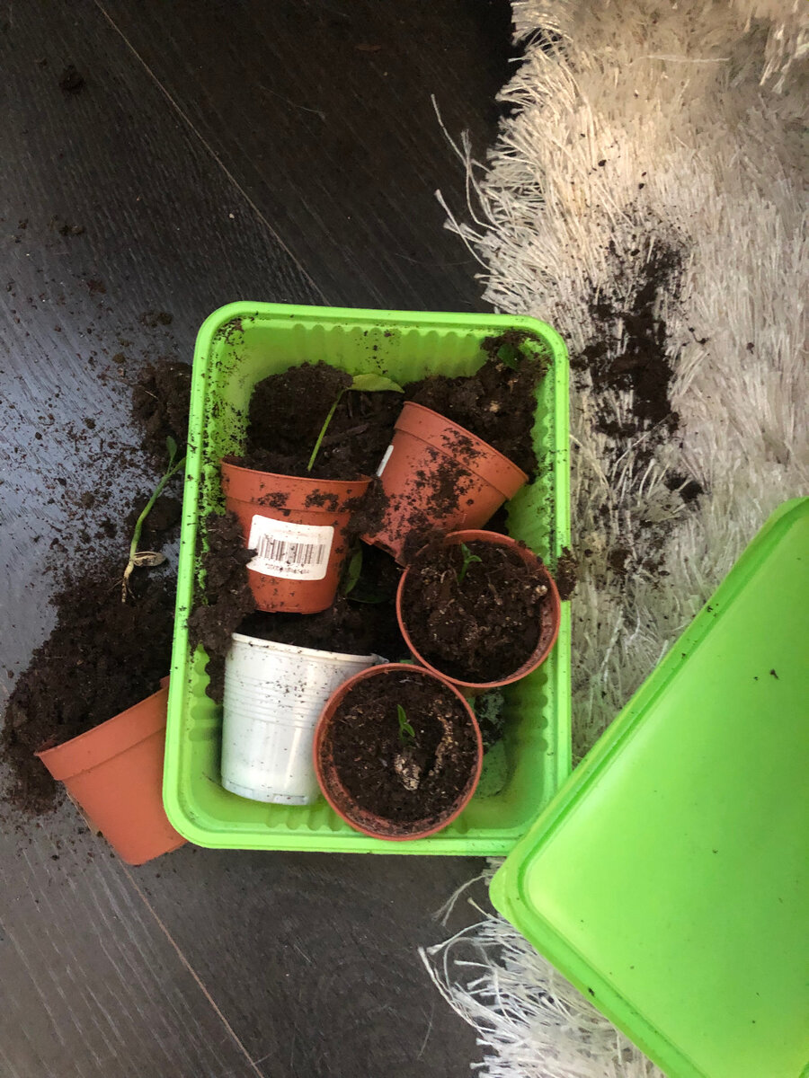 Фото автора блога "Хобби хаос"