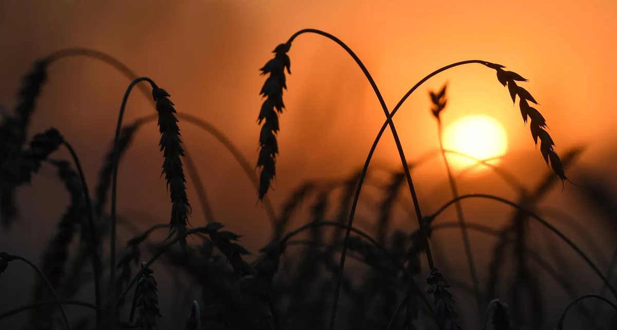 Источник: https://clck.ru/gif9Y