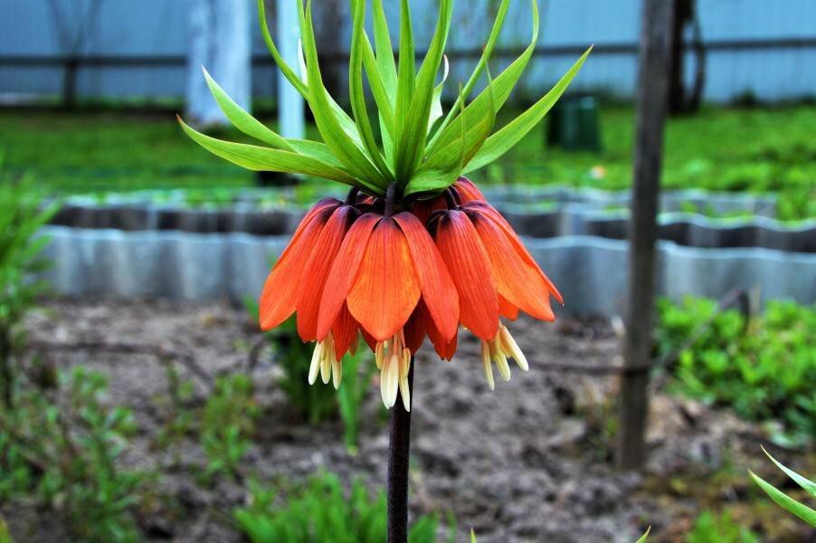 Семена рябчик Blooming life Аврора 1 уп. - отзывы покупателей на Мегамаркет