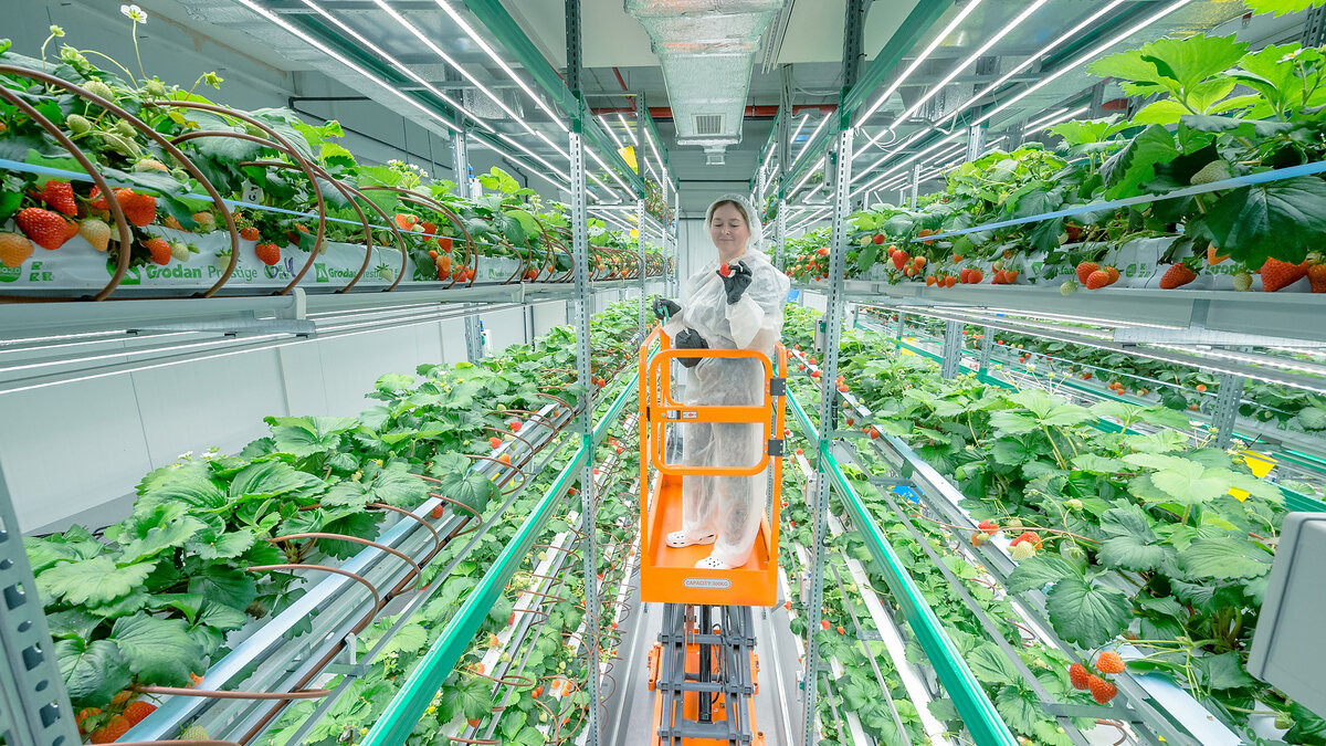 Клубничная ферма компании GrowMe в Новосибирске. Работает на технологии iFarm Berries
