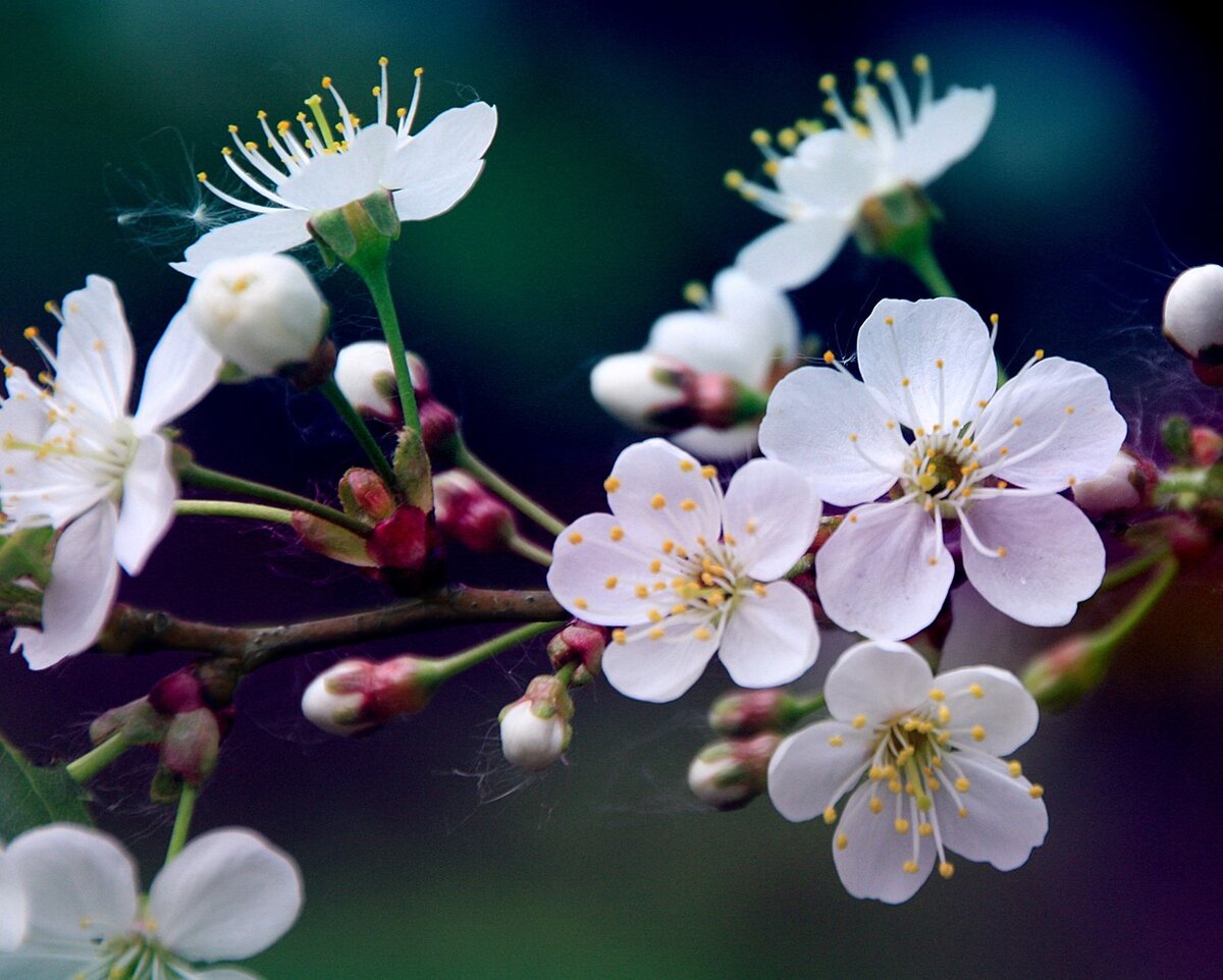 Аромат цветущей вишни возвращает меня в детство)... Когда все-все родные были живы.