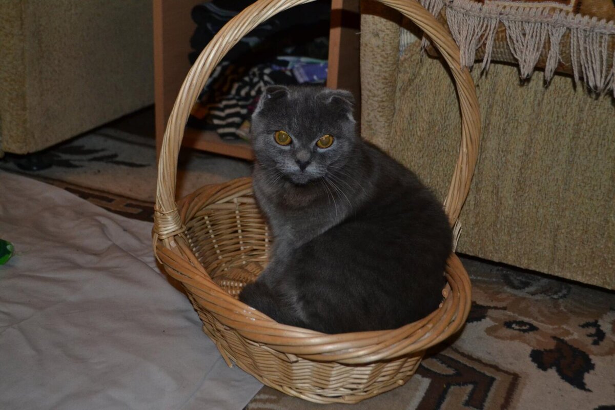 Это моя любимая кошечка Настенька.