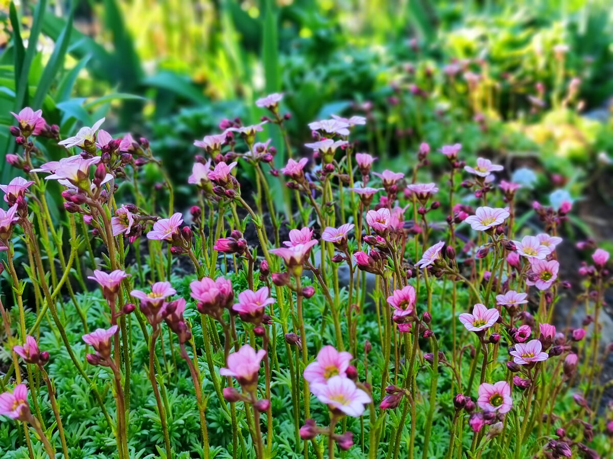Камнеломка Арендса в моем саду фото май 2022