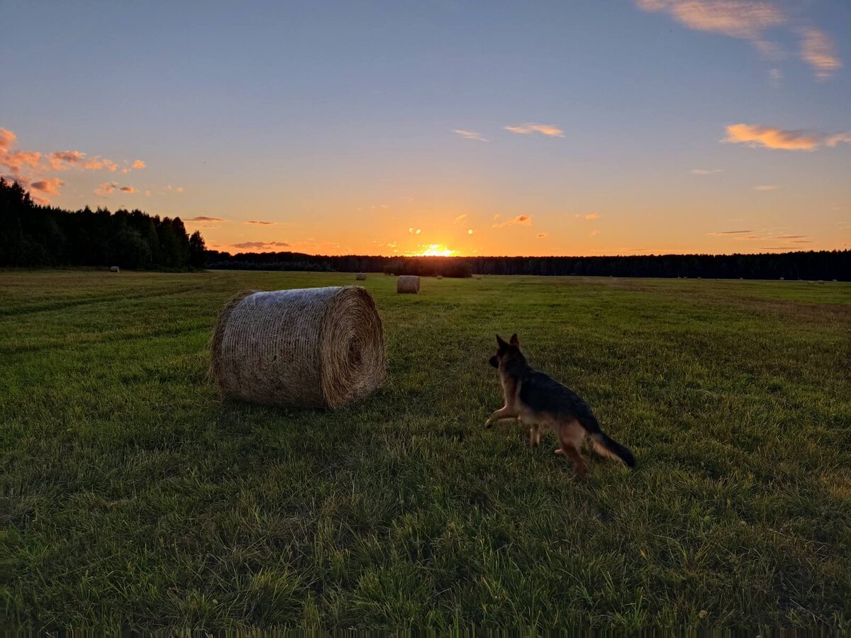 Васяш, верный друг моих странствий.