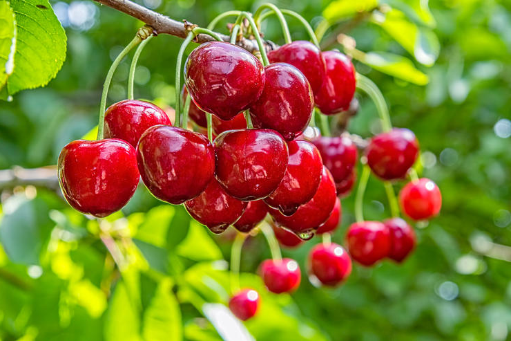 Защита от свободных радикалов