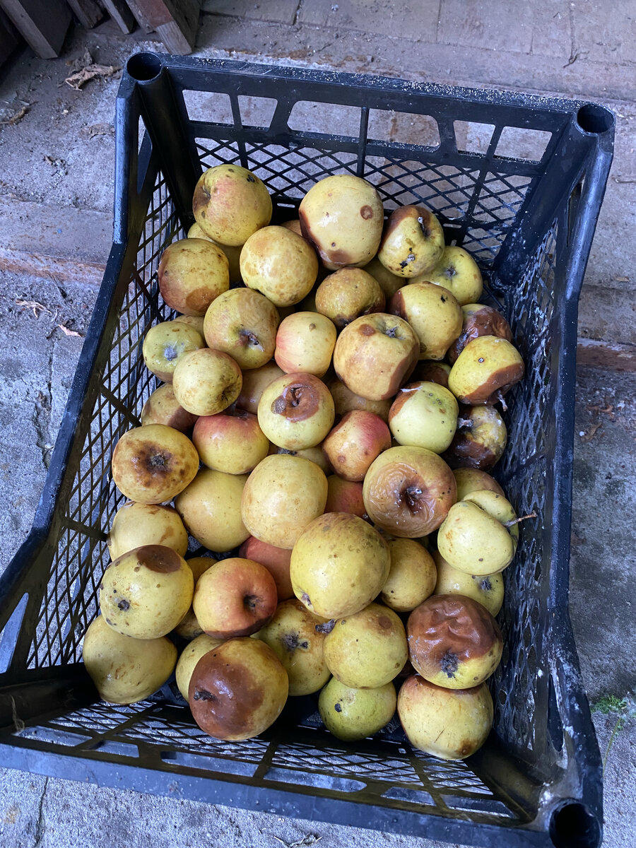 Яблоки, пролежавшие в подвале 10 месяцев