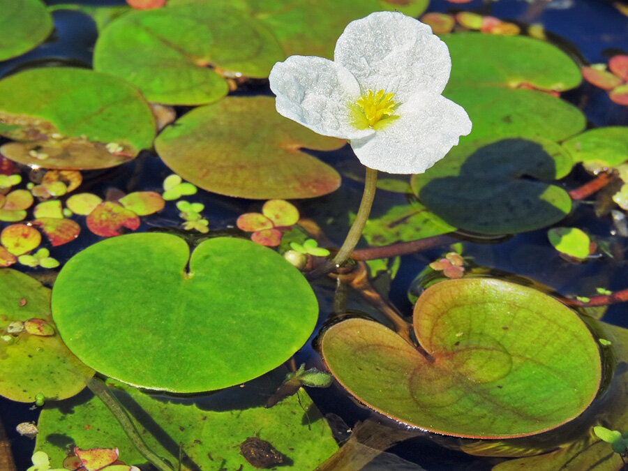 Водокрас Лягушачий. Водокрас обыкновенный. Водокрас Лягушачий (Hydrocharis morsus-Ranae). Водокрас аквариумное растение.