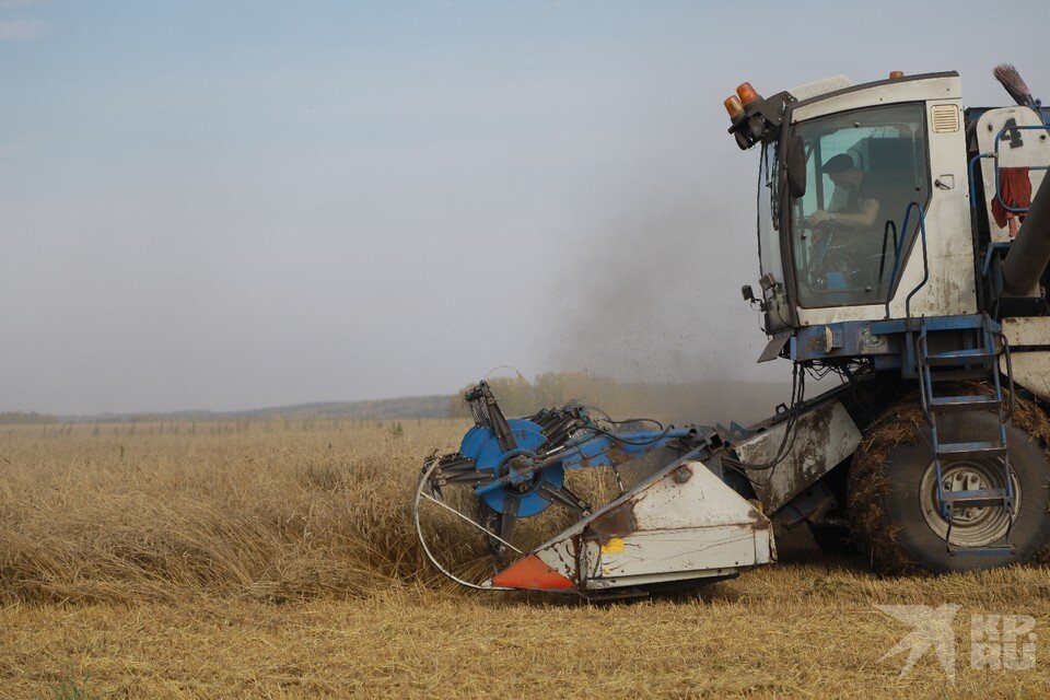     Комбайнерам в Рязанской области готовы платить до 240 тысяч рублей.  ЛЕНЦ Мария | Архив КП