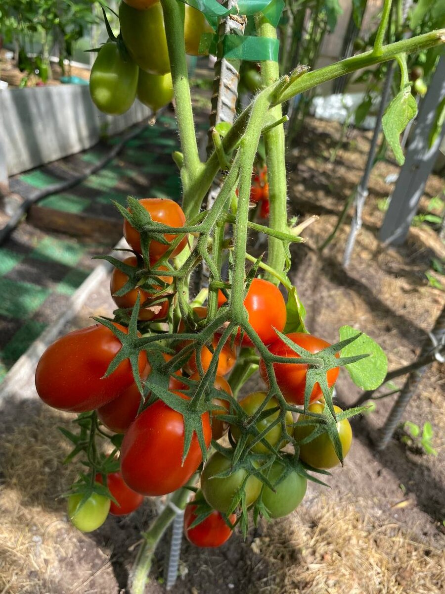 Сливка Фродо на кусте 