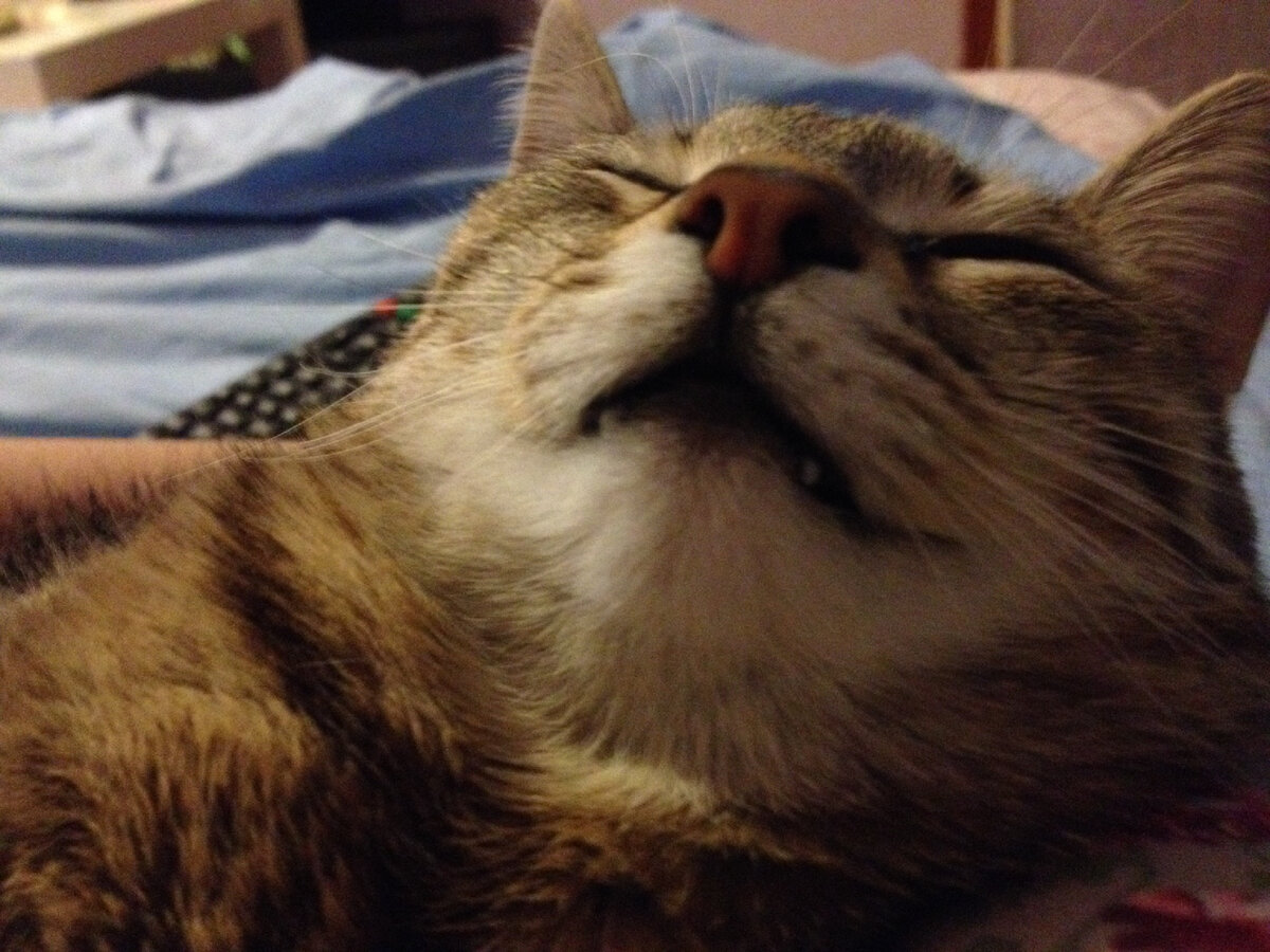 #кот #кошка #котики 