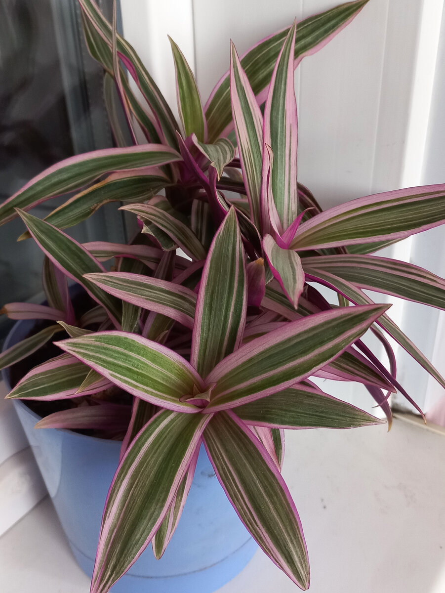 Черенок такого рео я помню подобрала в Ленте, на полу, и так боялась, что меня поймают :))