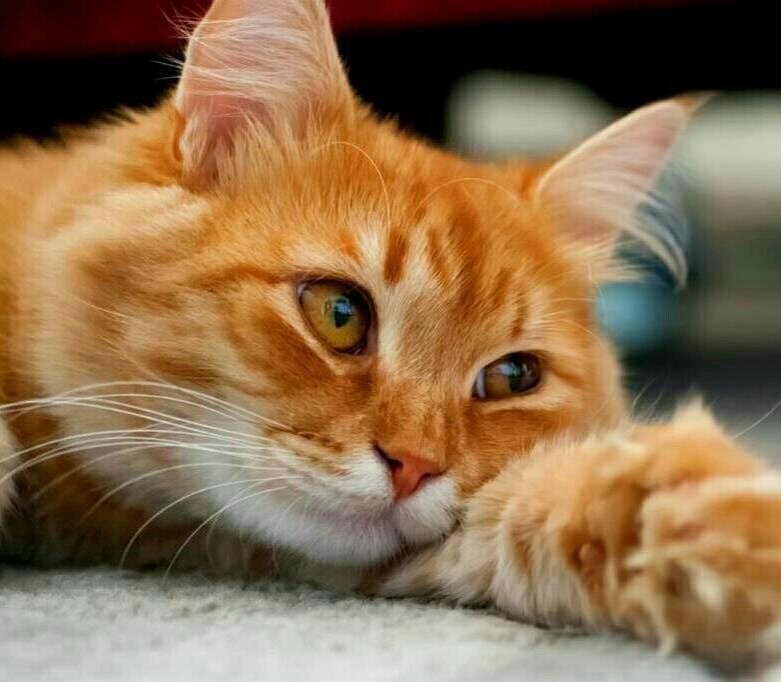 Фото с syl.ru для примера