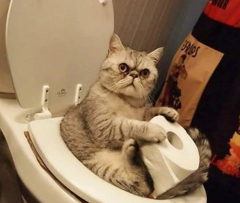 Кот на унитазе