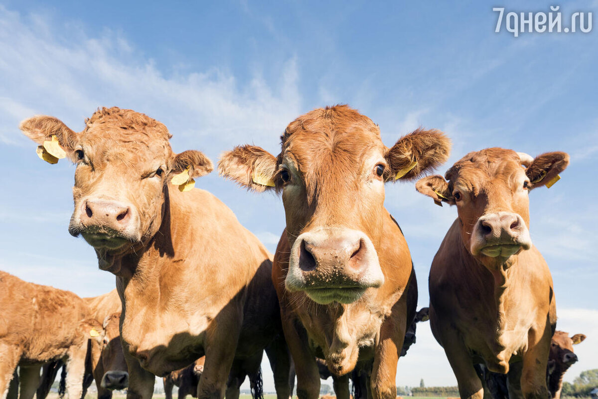    К чему снятся коровы 123RF/legion-media.ru