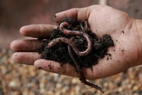 Фото с сайта: https://avatars.mds.yandex.net