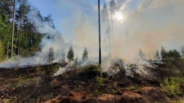    © Telegram / Минлесхоз Беларуси