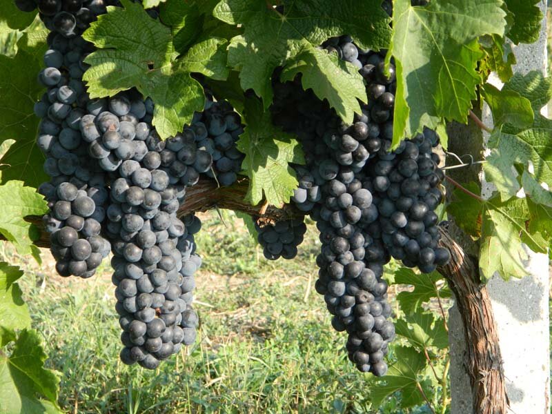 Домашнее вино из винограда 🍇🍷, секреты его приготовления