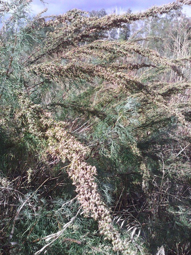 ПОЛЫНЬ ЛЕЧЕБНАЯ (ПОЛЫНЬ "БОЖЬЕ ДЕРЕВО", ПОЛЫНЬ ДРЕВОВИДНАЯ, ПОЛЫНЬ ВЫСОКАЯ, ПОЛЫНЬ МЕТЕЛЬЧАТАЯ, ПОЛЫНЬ ЛИМОННАЯ ИЛИ ПОЛЫНЬ "ЦИТРОНЕЛЬ"). Слабо горькое пряное лекарственное растение лесостепной зоны Южного Урала и Зауралья.