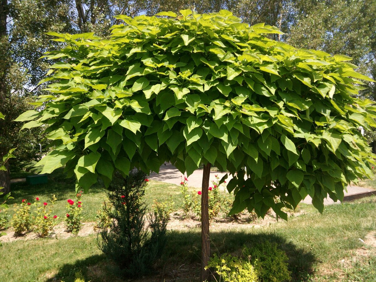 Катальпа бигнониевидная (Catalpa bignonioides)