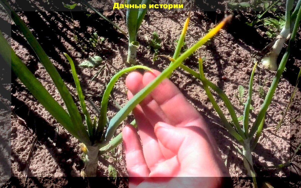 https://vk.com/photo-159774511_457243891