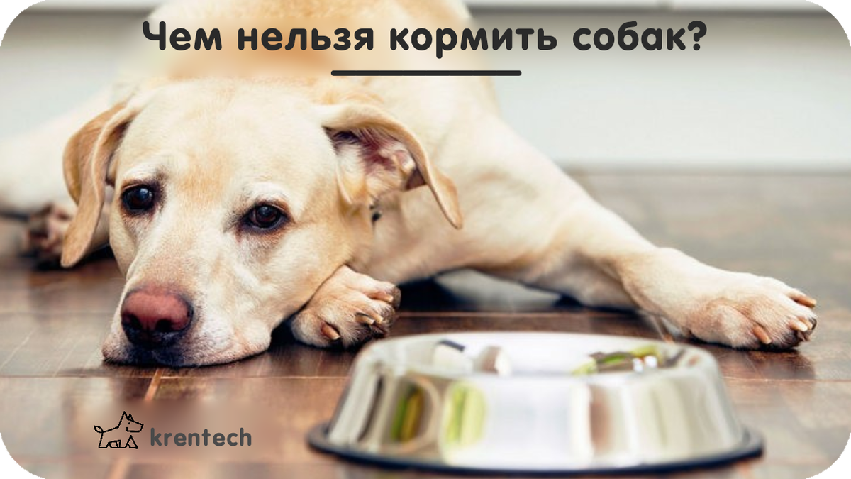 Чем нельзя кормить собак?