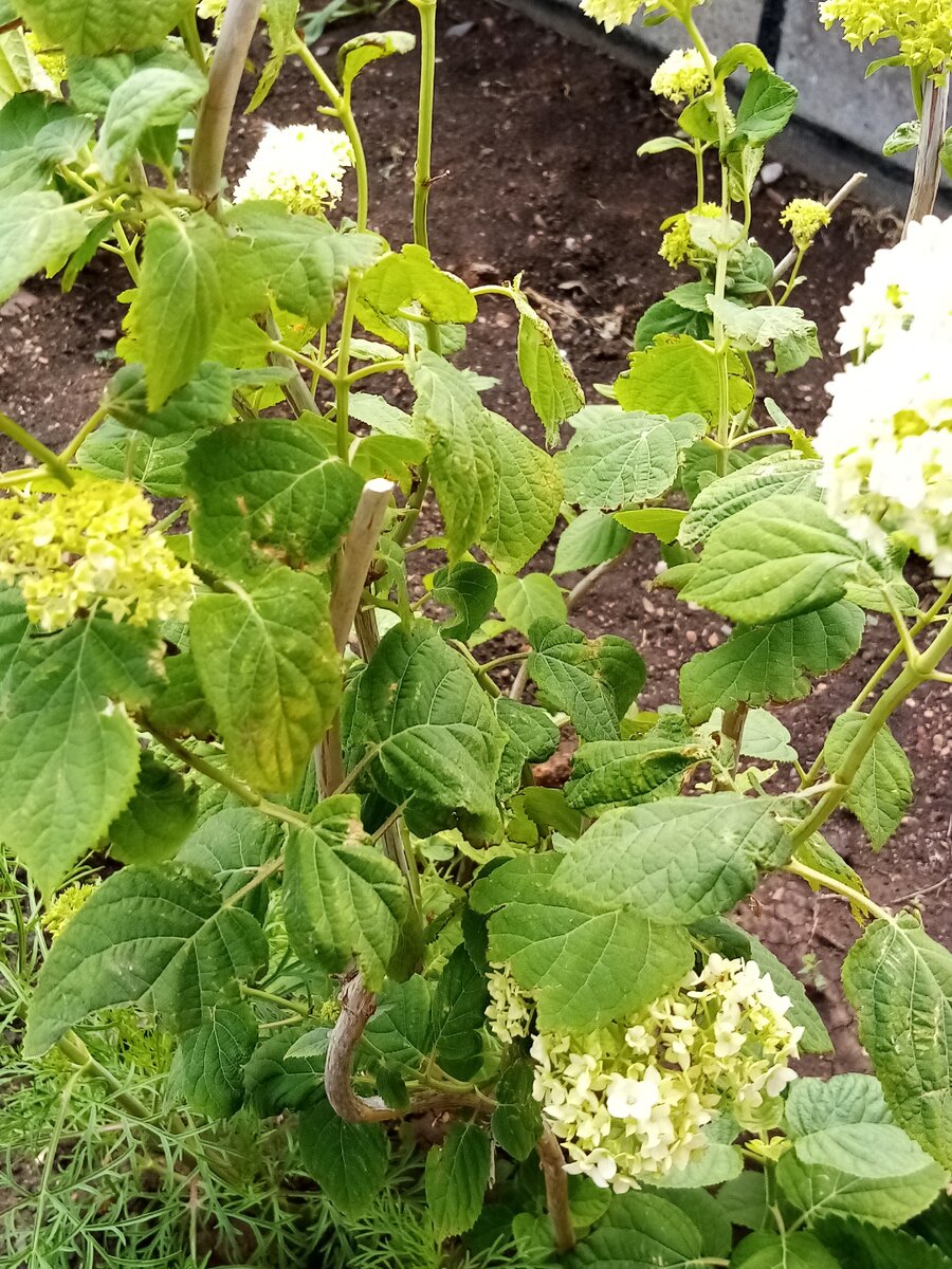 Куст весь болеет.