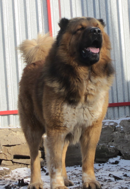 Зидан в большом открытом вольере в Луганской обл. 