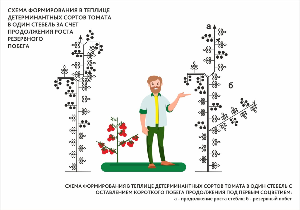 Что значит детерминантные помидоры. Пасынкование детерминантных помидор. Схема пасынкования детерминантных томатов. Детерминантный сорт формирование томатов формирование. Схема высадки томатов детерминантных.