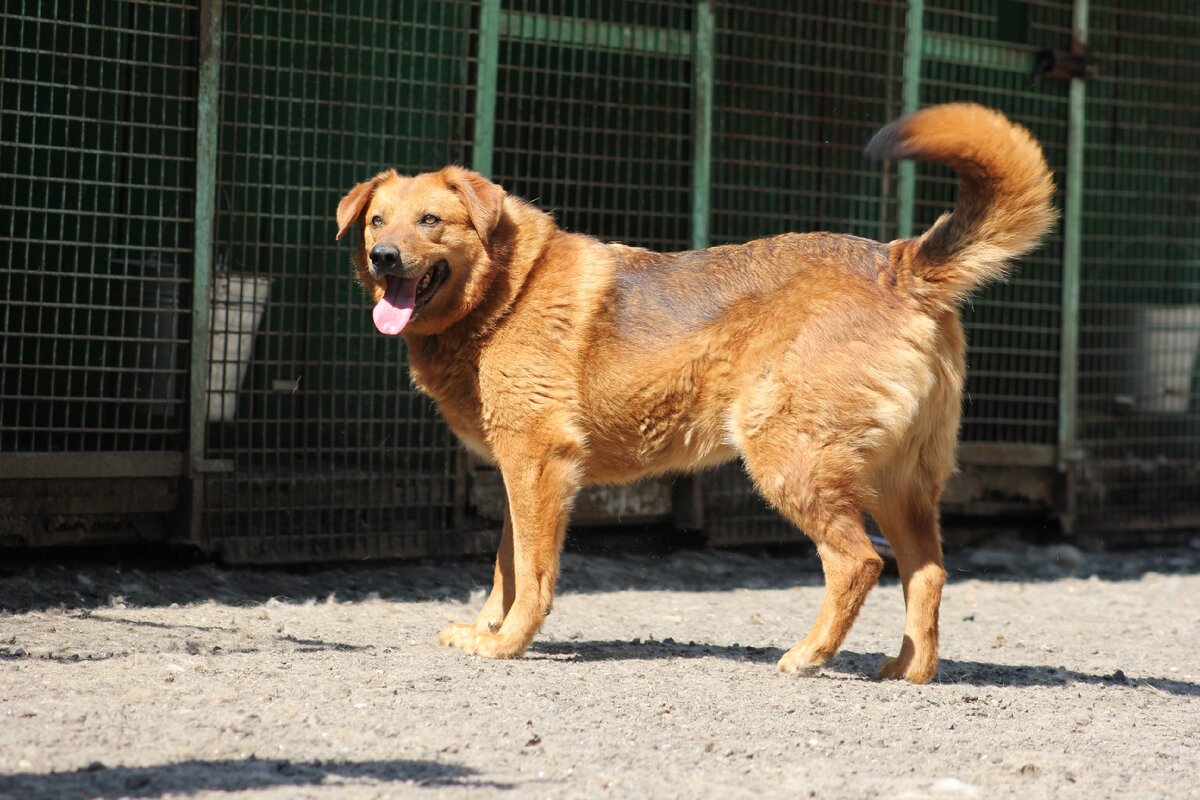 собака дива