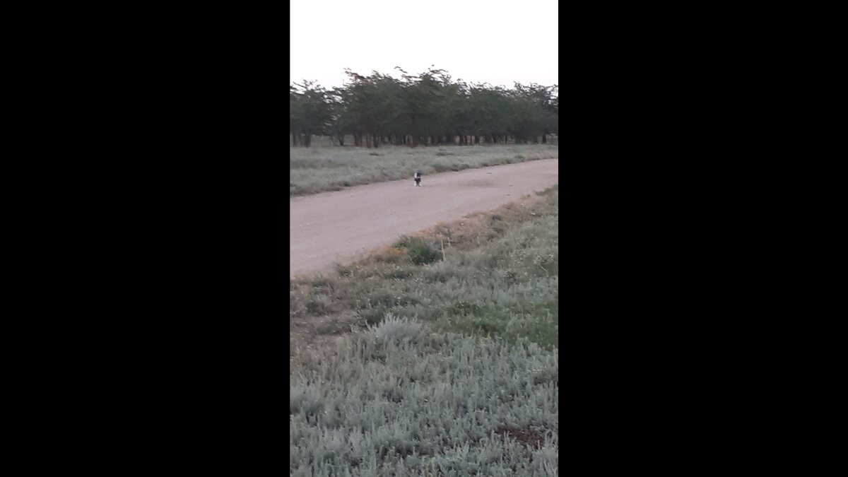 Вы заметили на дороге что-то? (Акчабос)