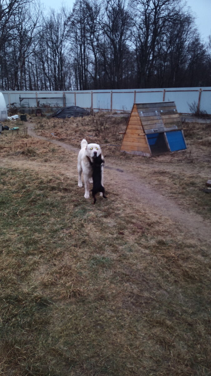 Ягд дружит с алабаем. 