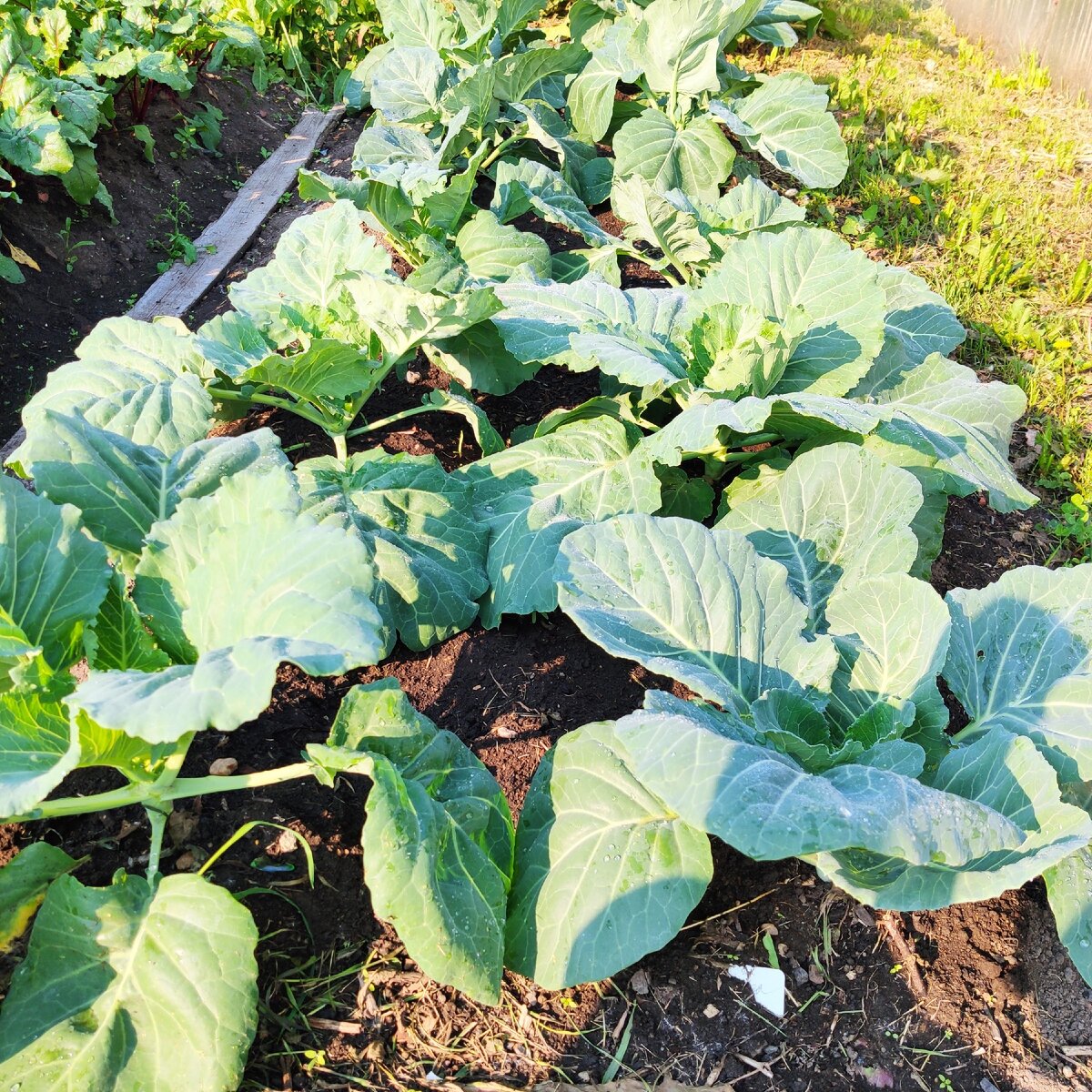 Поздняя капуста