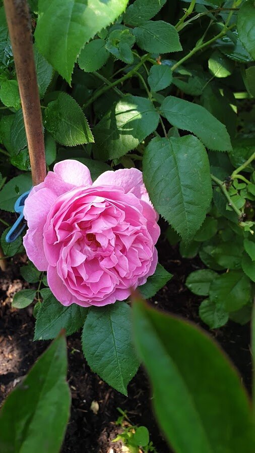 Из черенка прошлого года. Плетистая роза. Фото автора Алесад. Разумеется, можно плюнуть и купить новые. Но, интересней процесс черенкования, к тому же,  я уже привыкла к "своим",  и по цветовой гамме они мне нравятся. Практические соображения- приживаемость и приспособляемость именно к своей микро климатической зоне, особенности агротехники все уже пройдено. 