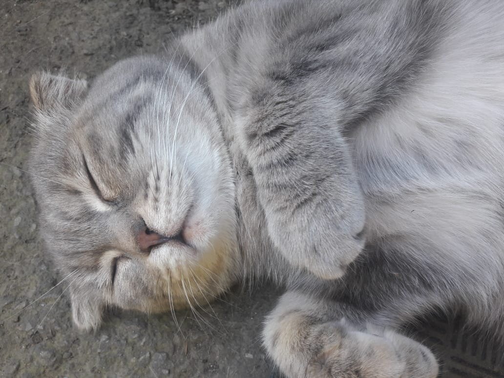 Приехали домой, Лиза  спит прямо на входе в дом на асфальте