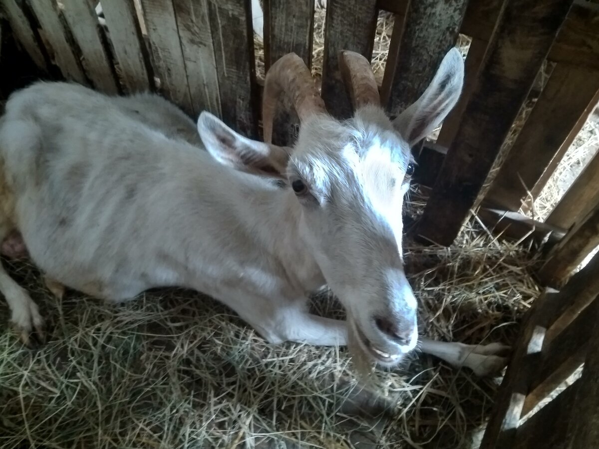 На фото коза автора.