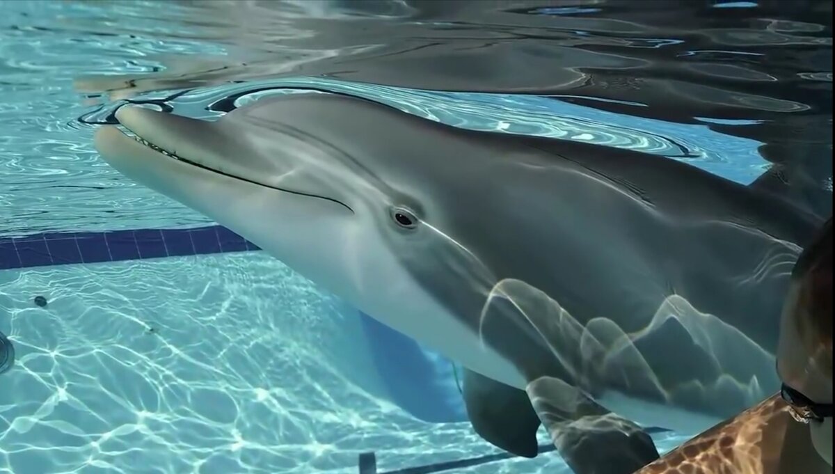 На фотографии тот самый дельфин - робот