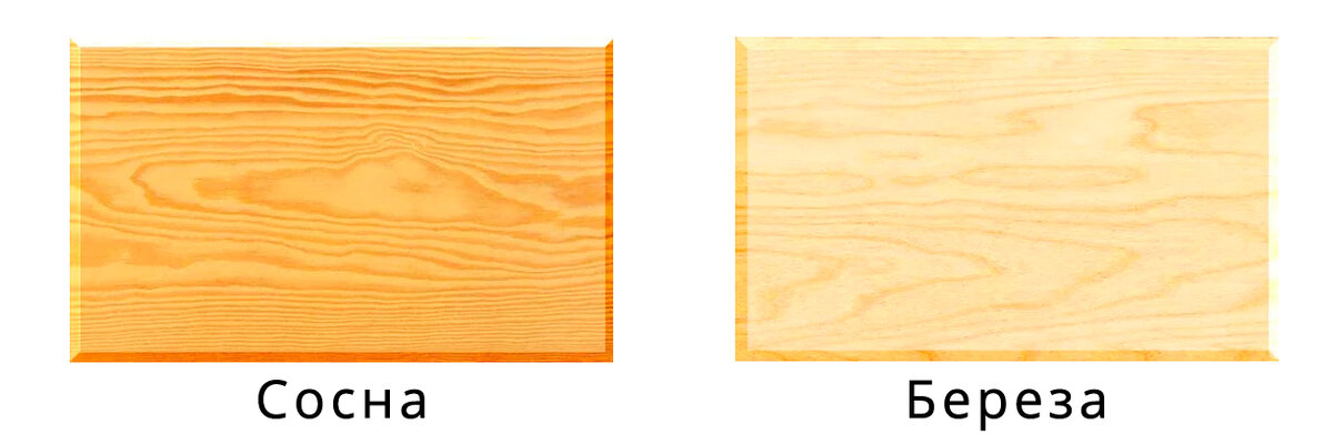 Сосна и береза в естественном цвете