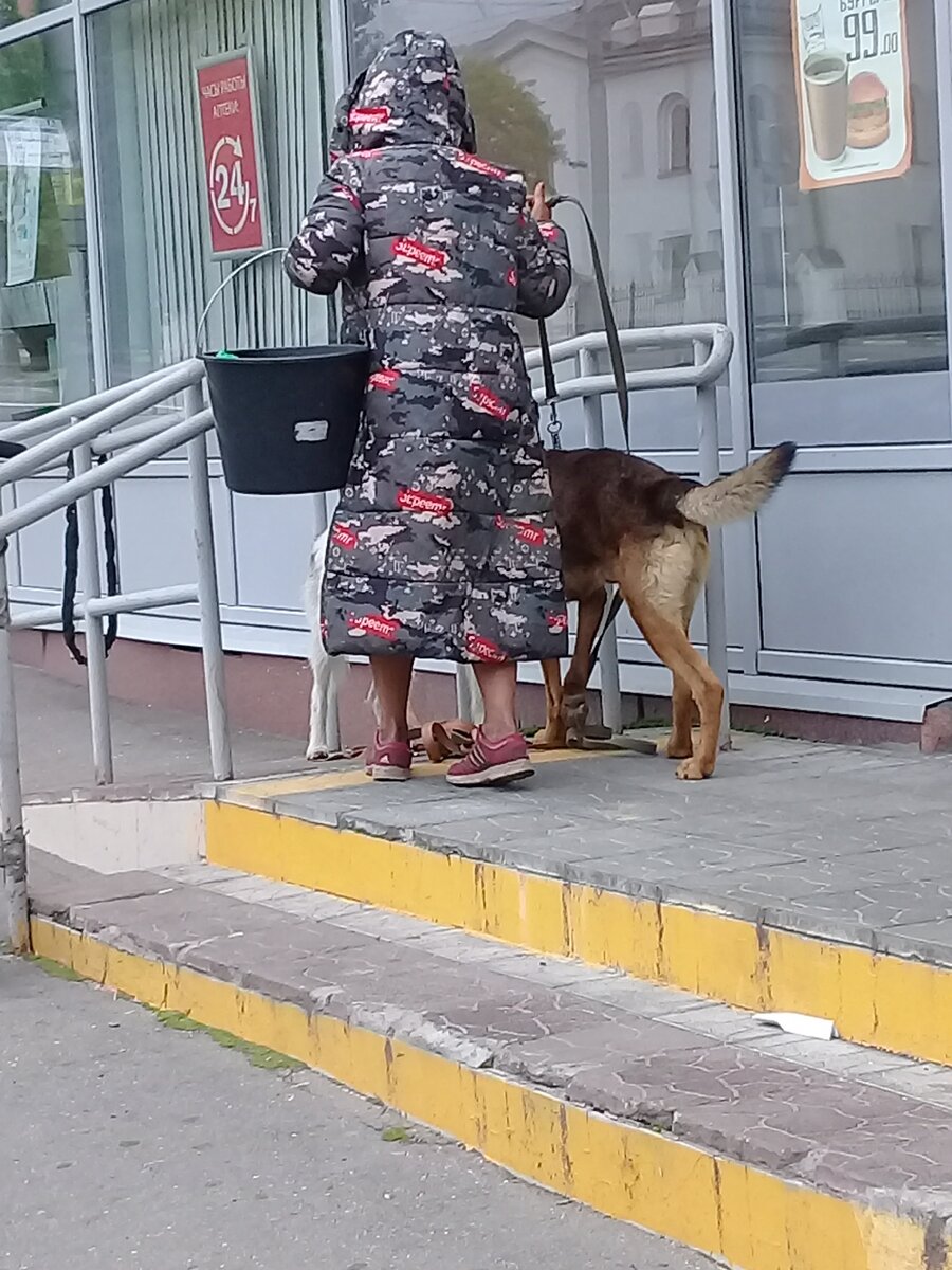 Пытается распутать поводки