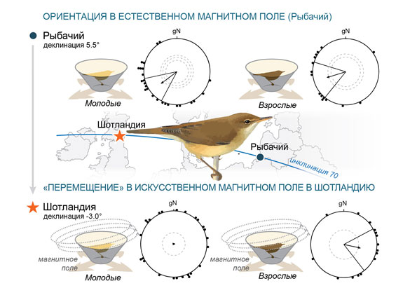 Птицы магнитное поле. Ориентация птиц по магнитному полю. Магниторецепция у птиц. Как ориентируются птицы. Птицы ориентируются по магнитному полю.