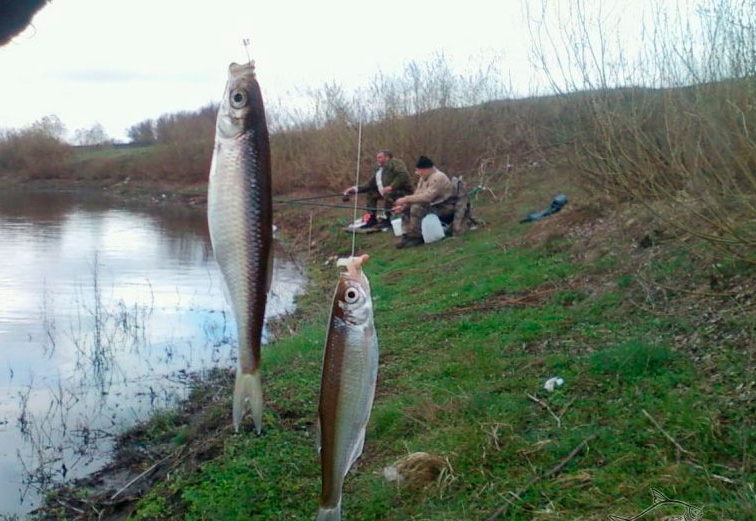 Каша для ловли уклейки