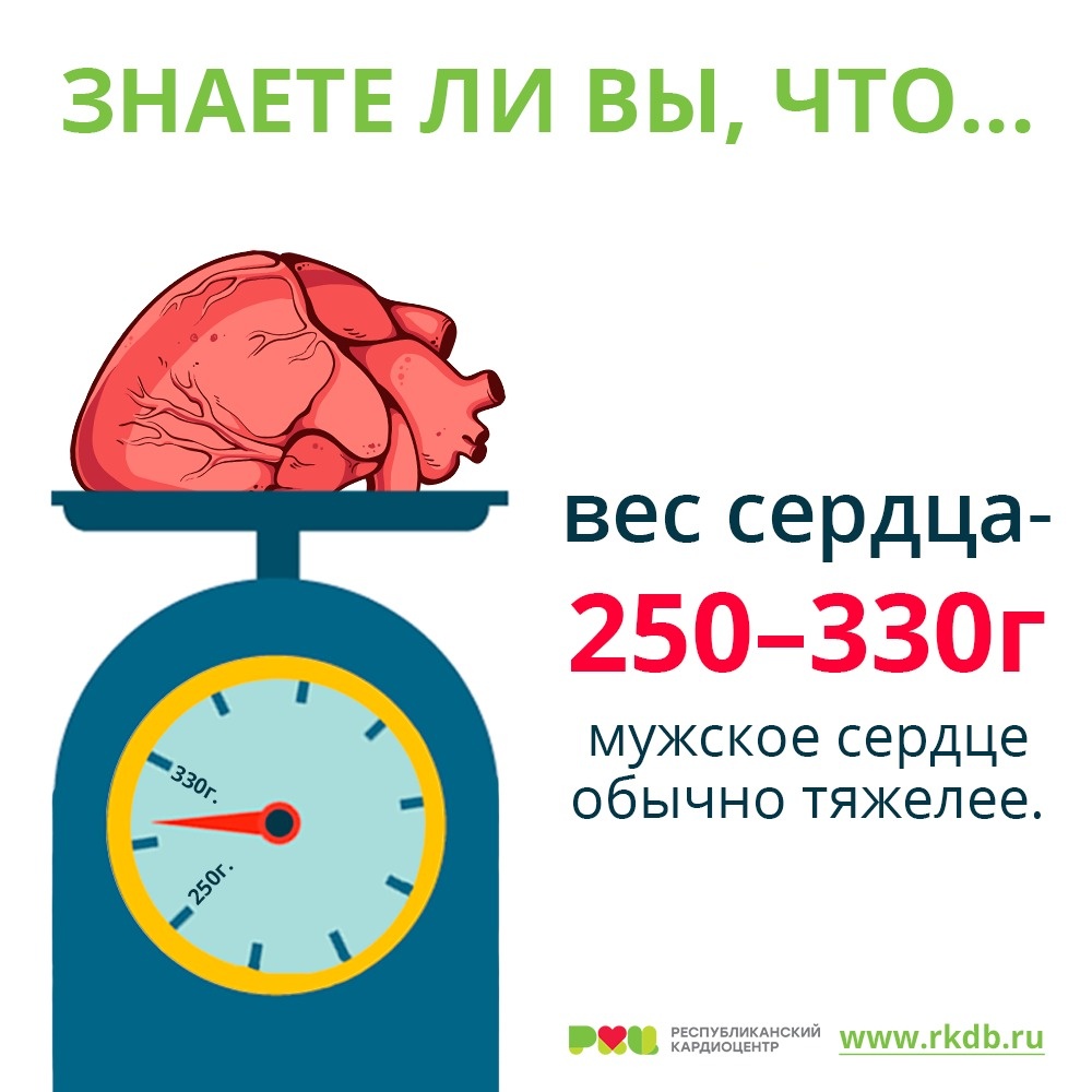 Инфографика на тему "Вес сердца"